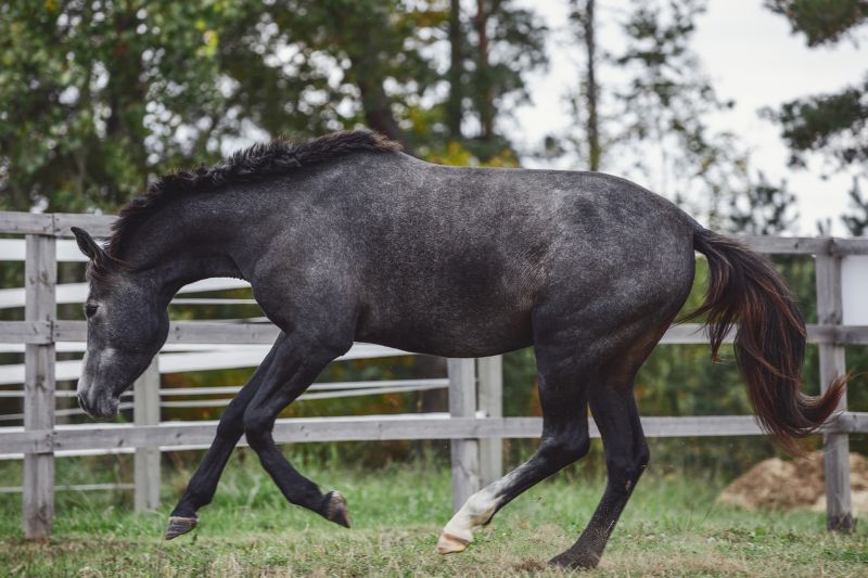 Equine Fence Installation in Sacramento, CA