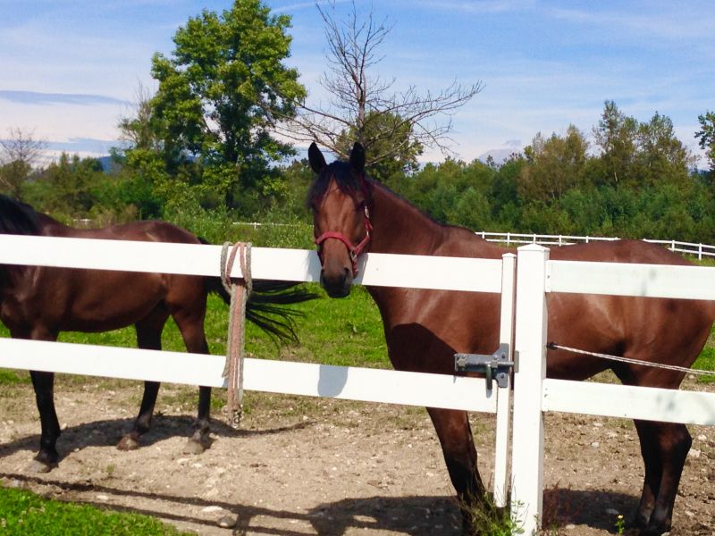 Horse Fence Replacement in Pearland, TX