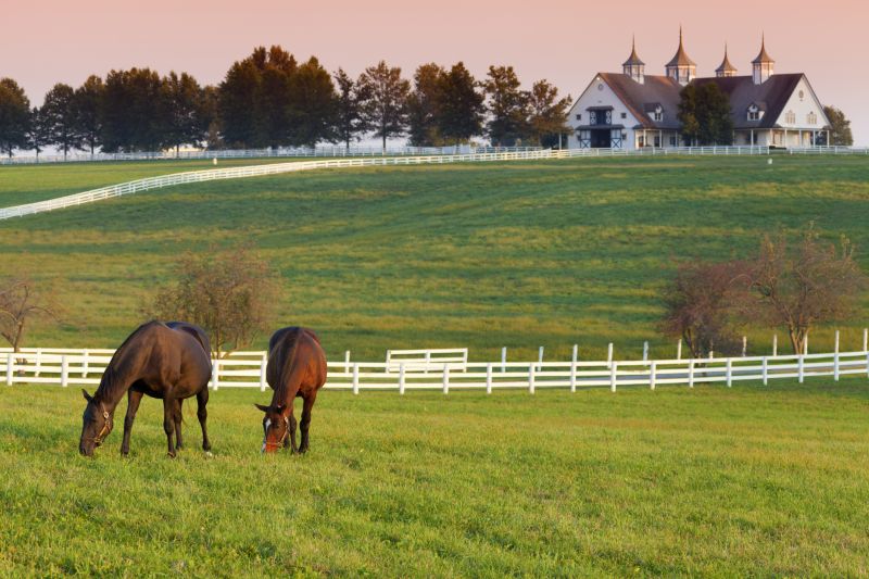 Horse Fence Replacement in Sacramento, CA